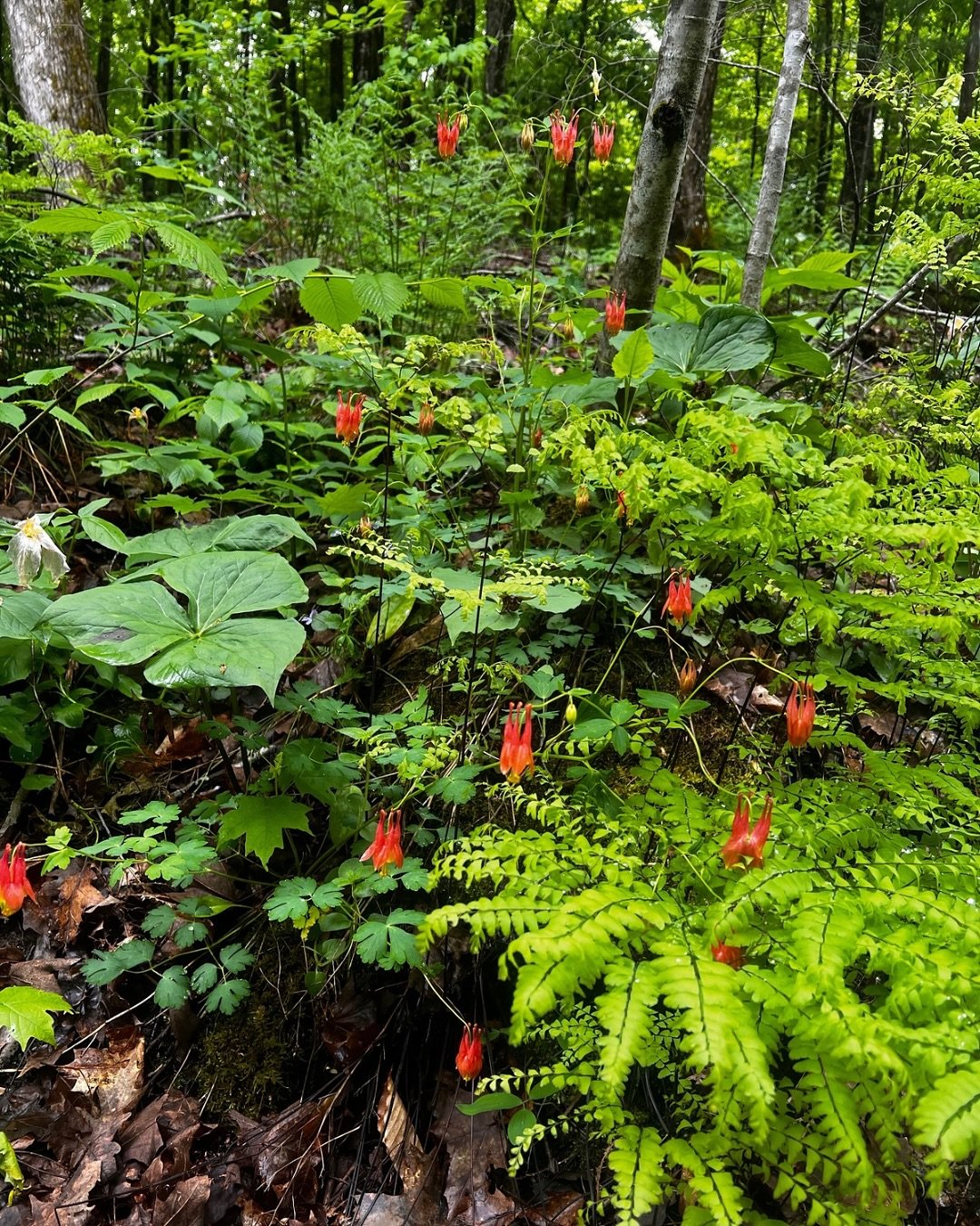 🌳 A little shade garden inspiration! 
#nativeplants #biodiversity #outaouaisgardening #ottawagardening #ecologicallandscaping #reconnectwithnature