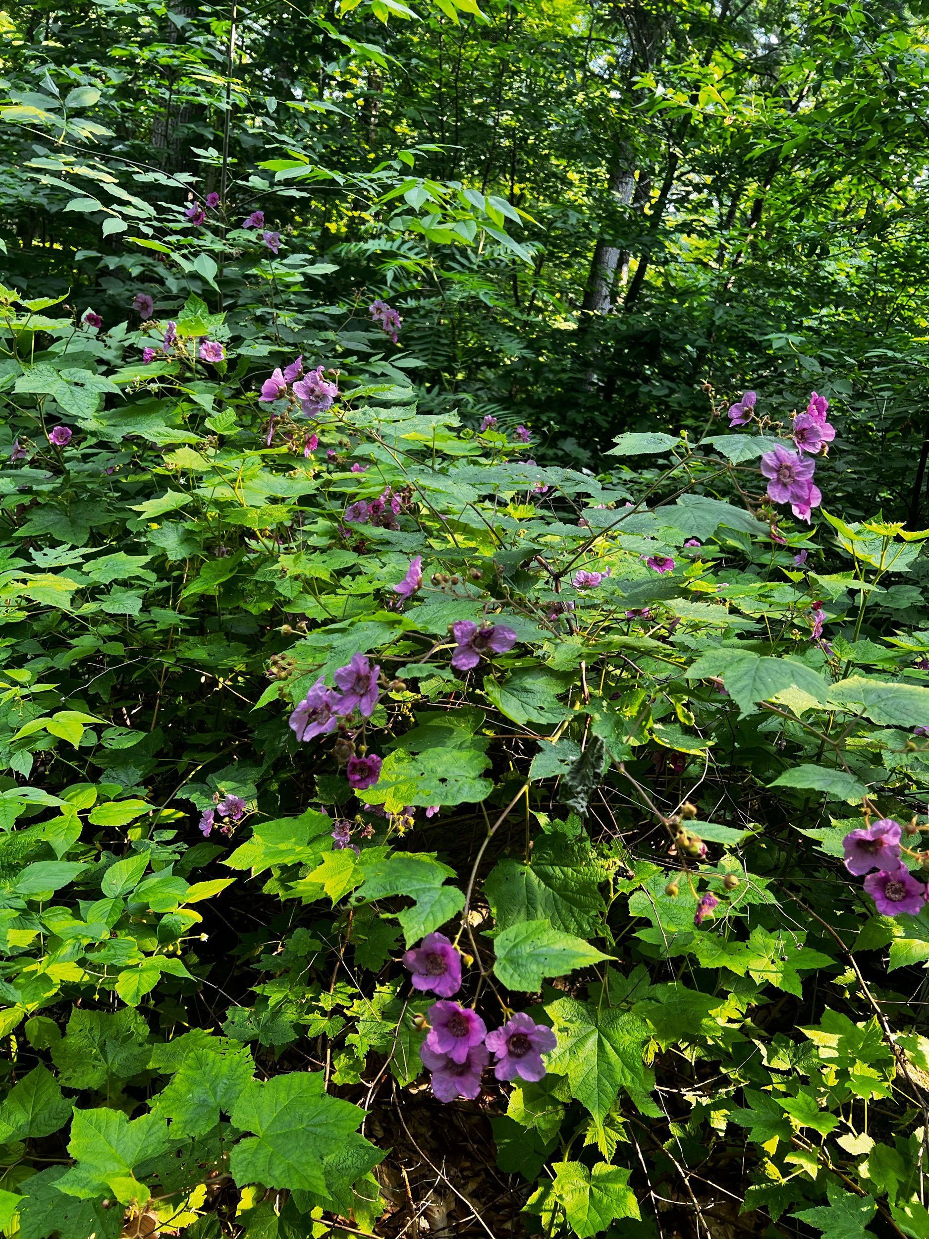 CA7442FC-B480-4858-A3C6-CE8E7BF54F12.jpeg