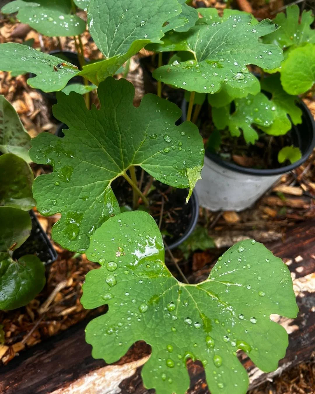 We have new updates to our native plant inventory on the online store!

🛒 Currently offering a delivery service for a flat fee of $5 to many areas of the Ottawa region.

A few newbies on our list:

✅ Asclepias tuberosa / Butterfly milkweed
✅ Physoca