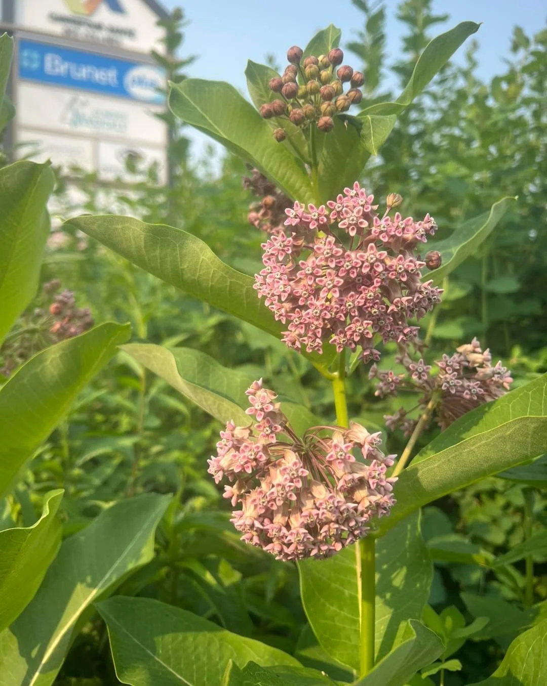 📸 Looking good Brunet Wakefield! All those native plants are filling in, creating communities and restoring habitat for the little ones!
--
📸 Brunet Wakefield se porte bien! Toutes ces plantes indig&egrave;nes se remplissent, cr&eacute;ent des comm