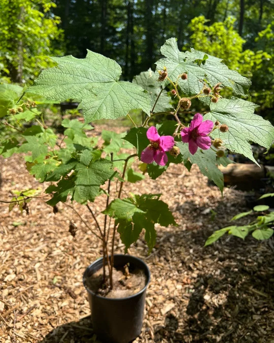 🌸 Rubus odoratus (thimbleberry/purple-flowering raspberry) available now with flowers and soon-to-be-fruit!!
 
🌱Plant one in your part-shade garden where you have space for it to spread and enjoy the flowers along with the bees, and the fruit along