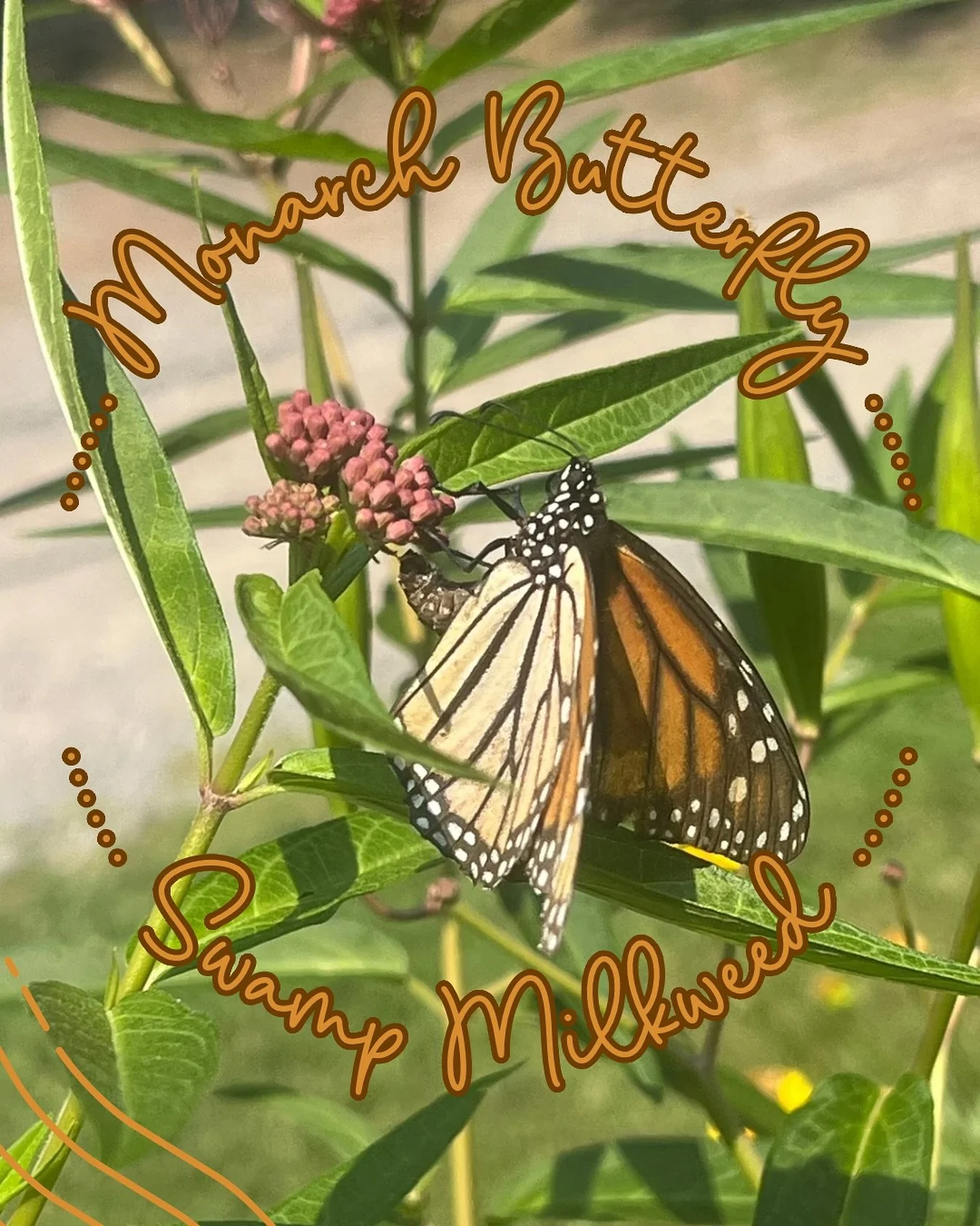 🌸 Last year, a few non-native plants were swapped out for native ones in this garden, including this stunning Asclepias incarnata (swamp milkweed). 

🦋 Yesterday, this monarch butterfly was spotted laying eggs on the undersides of leaves and flower