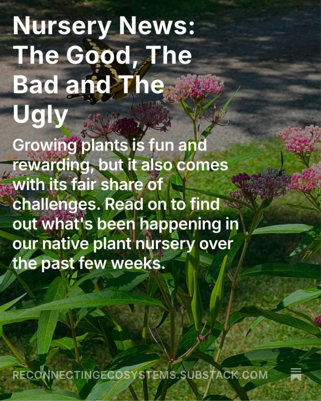 🌿 Nursery news! Read the latest (link in bio): Swamp milkweed is a big hit! Drought and hail hit hard in July! Inventory is down, but there are still plants to order for pickup at @juniper_farm this weekend (while you check out their explosion of su