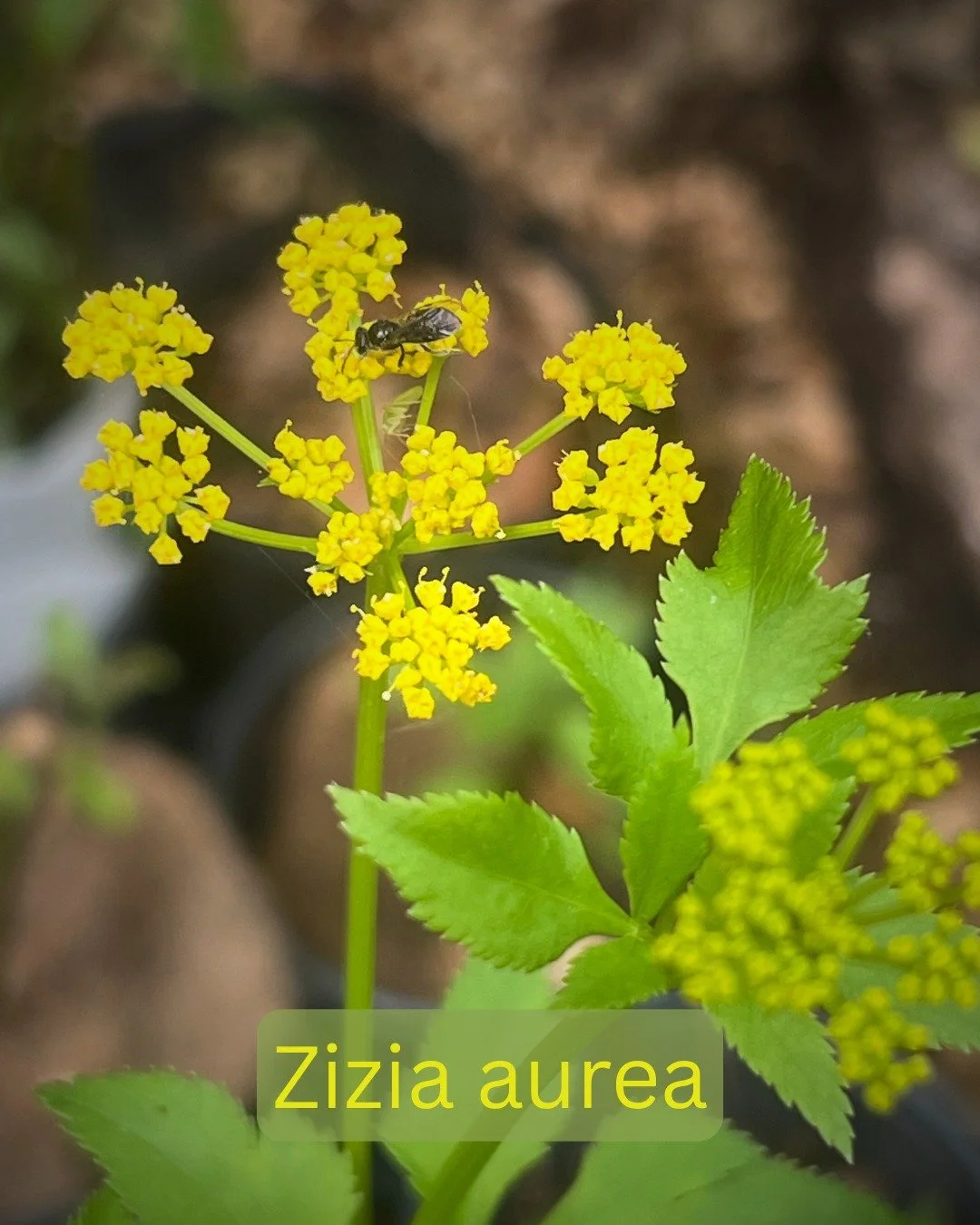 🌻🌻🌻 Have you seen the sunflowers at Juniper Farm? 😍😍😍

🌿 If you're heading out there this Friday or Saturday to explore the maze, you can also pick up your pre-order of native plants. Just make sure to get your order in by Wednesday night!

Fi