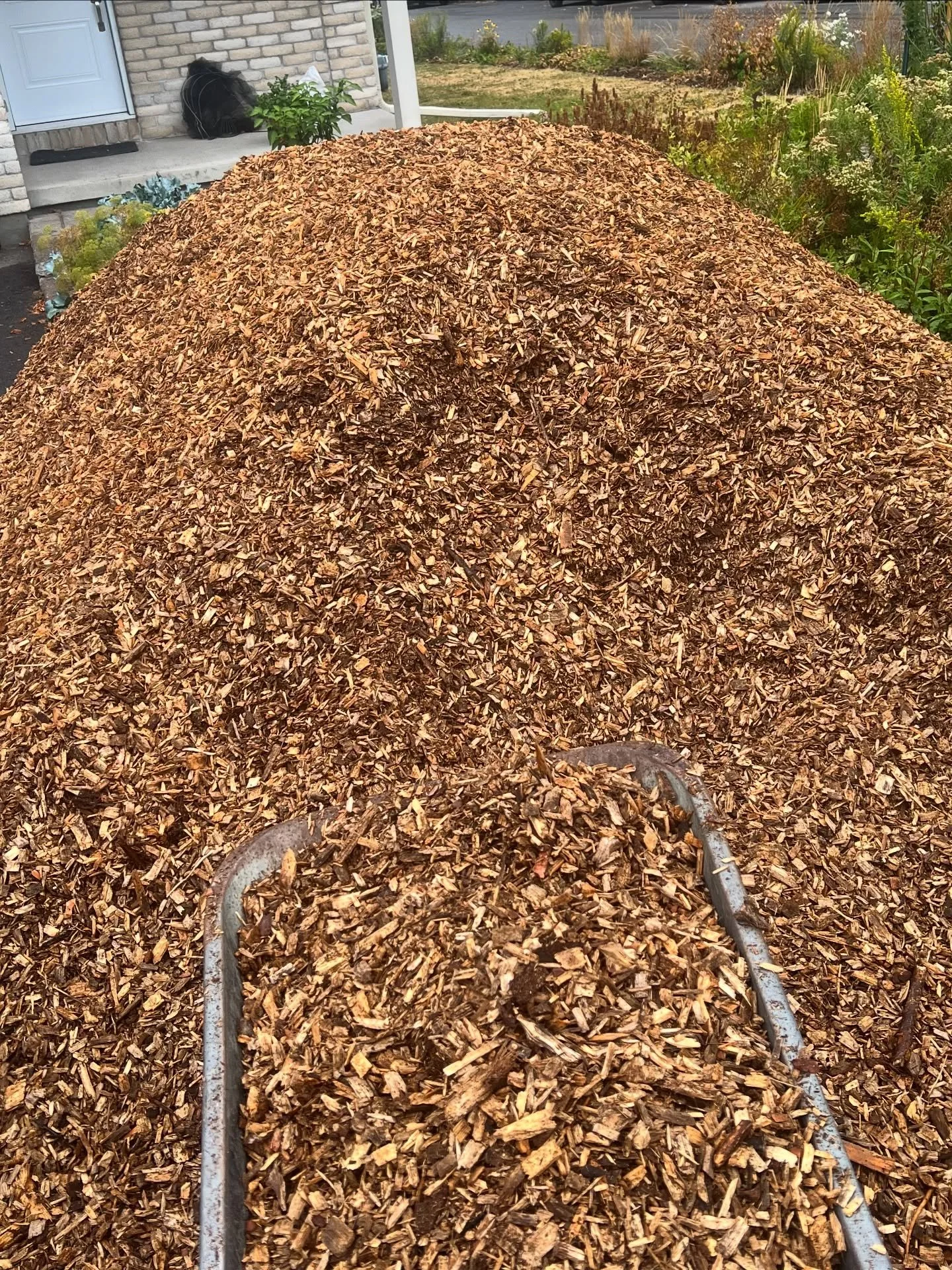 💪 Well that was a fun week! Two lawns and one periwinkle garden are now under layers of cardboard and wood chips - the first step in transforming ecological dead zones into thriving ecosystems! 

🌱 When the cardboard and wood chips start to decompo