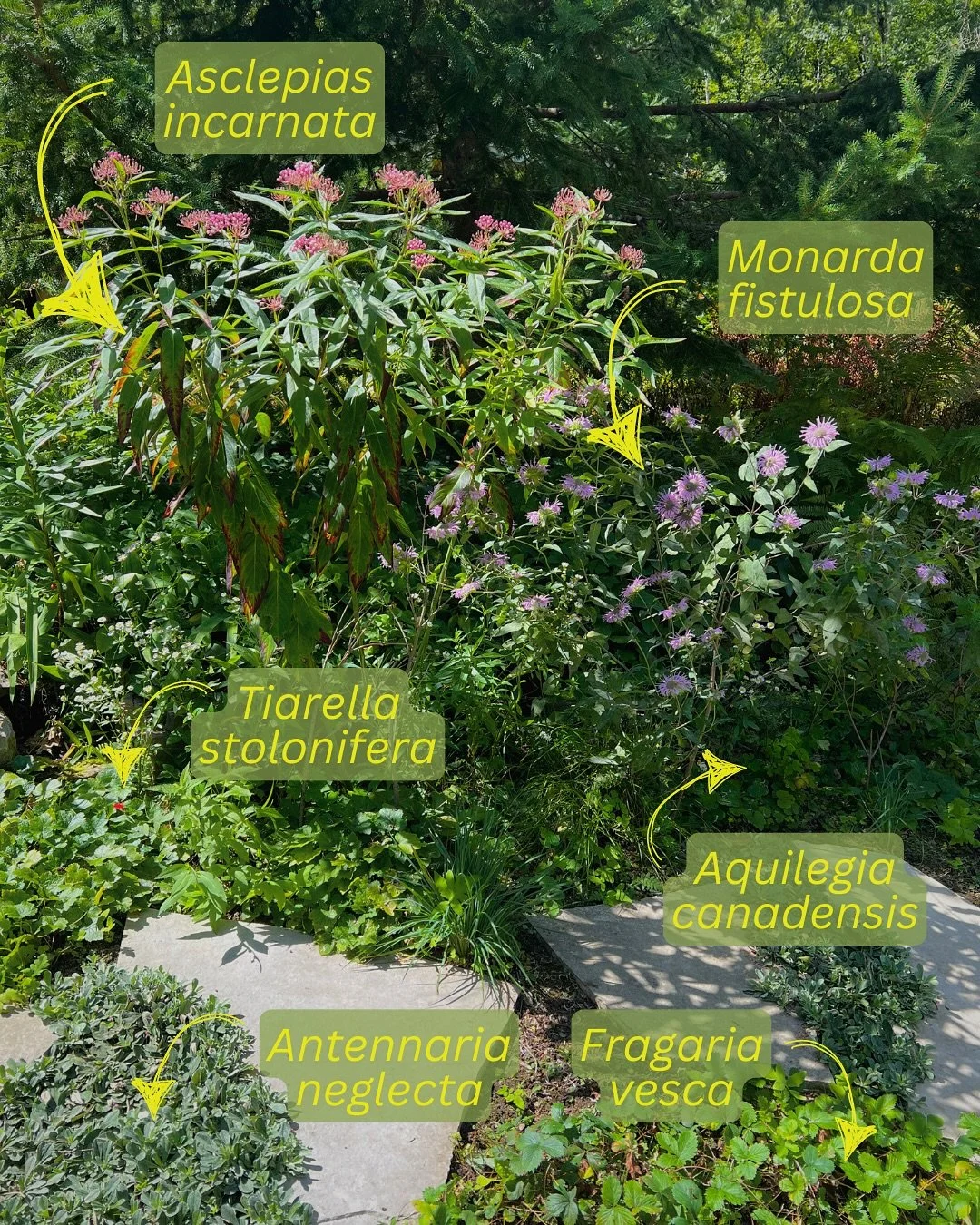 🌿 A little woodland edge ~ pathway inspiration.