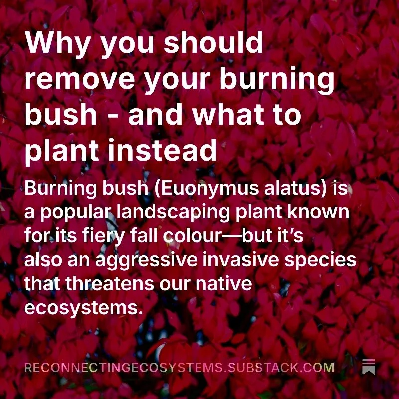 ⏱ While we wait for regulations on invasive ornamental plants, we can take action ourselves by removing harmful plants like the commonly used burning bush.

📋 Our latest blog post shows you how to properly remove your burning bush and what native pl