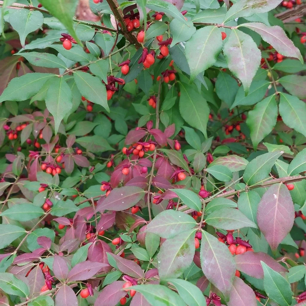 Burning bush berries