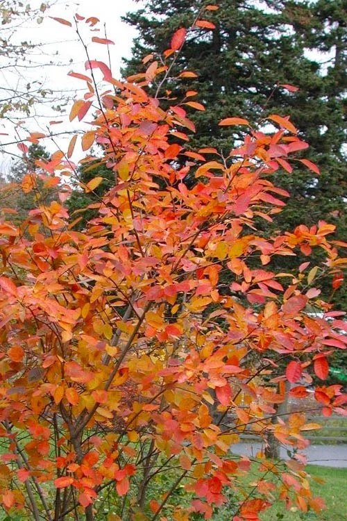 Amelanchier (multi-stem)