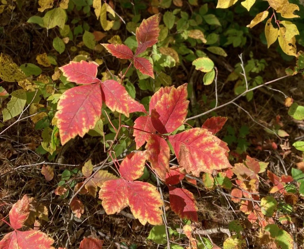 Fragrant sumac