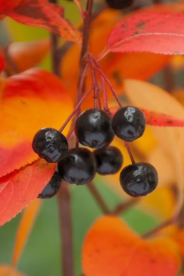 Black chokeberry