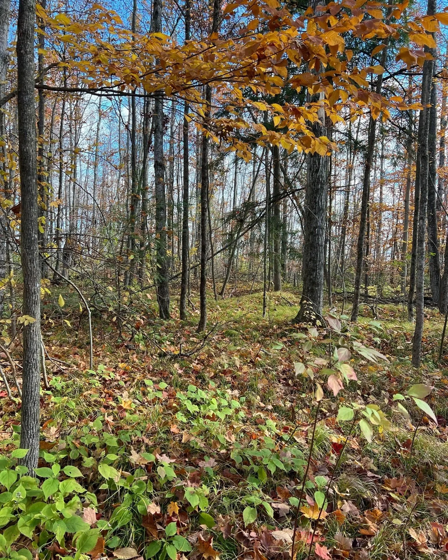 A huge thank you to @trentecorestorationconference  and @ser.trentuniversity  for hosting a great conference this past weekend. There were so many great speakers and presentations, it was difficult to choose which ones to attend! From the @cwf_fcf &r