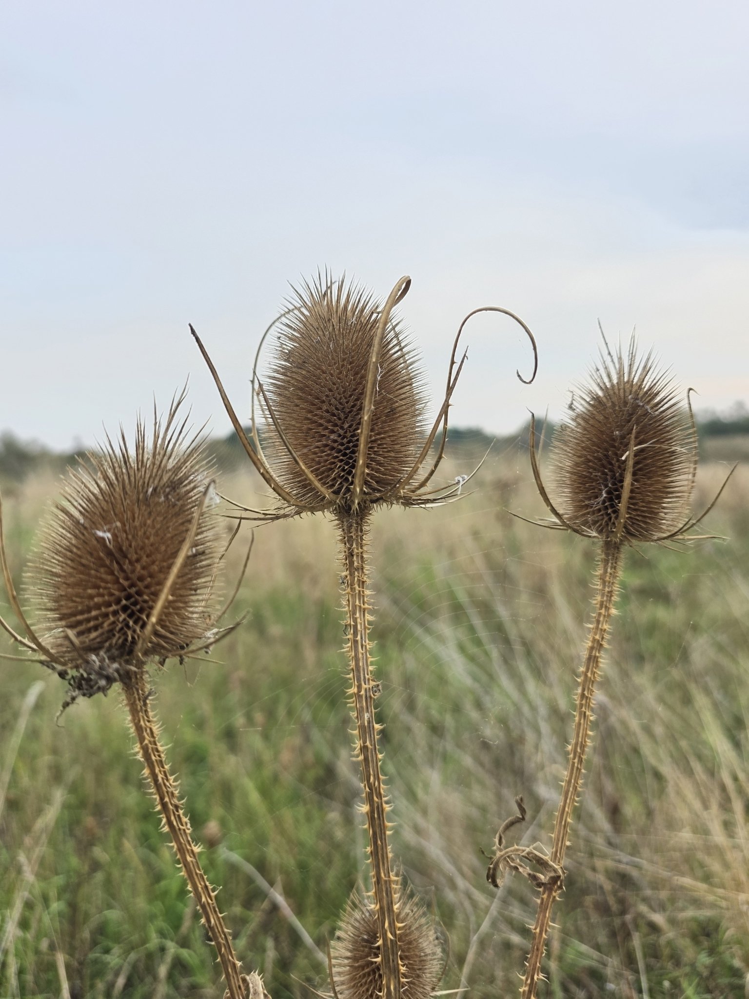 Teasel