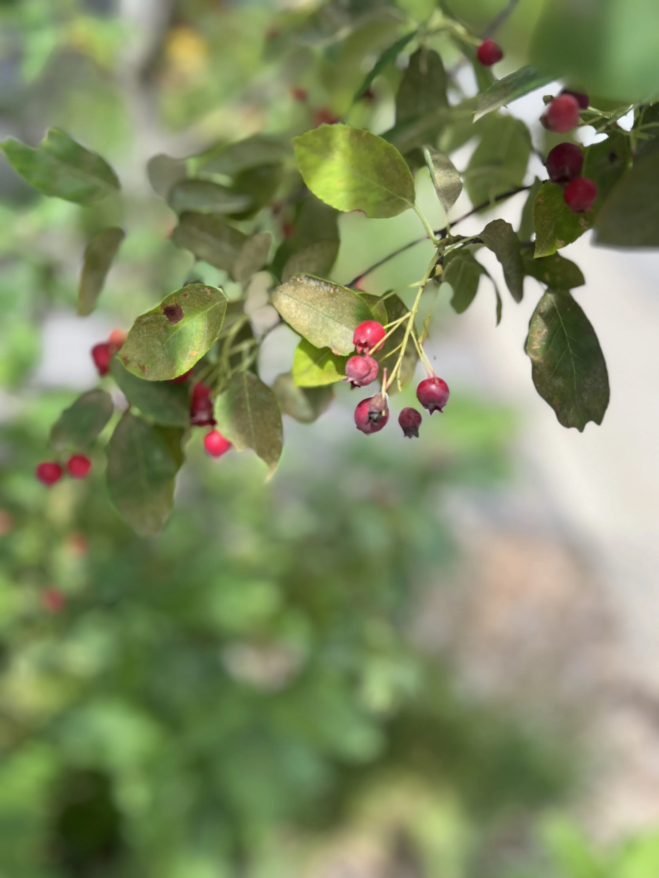 Amelanchier and Jack-in-the-pulpit berries; birds and mammals will eat and distribute their seeds.