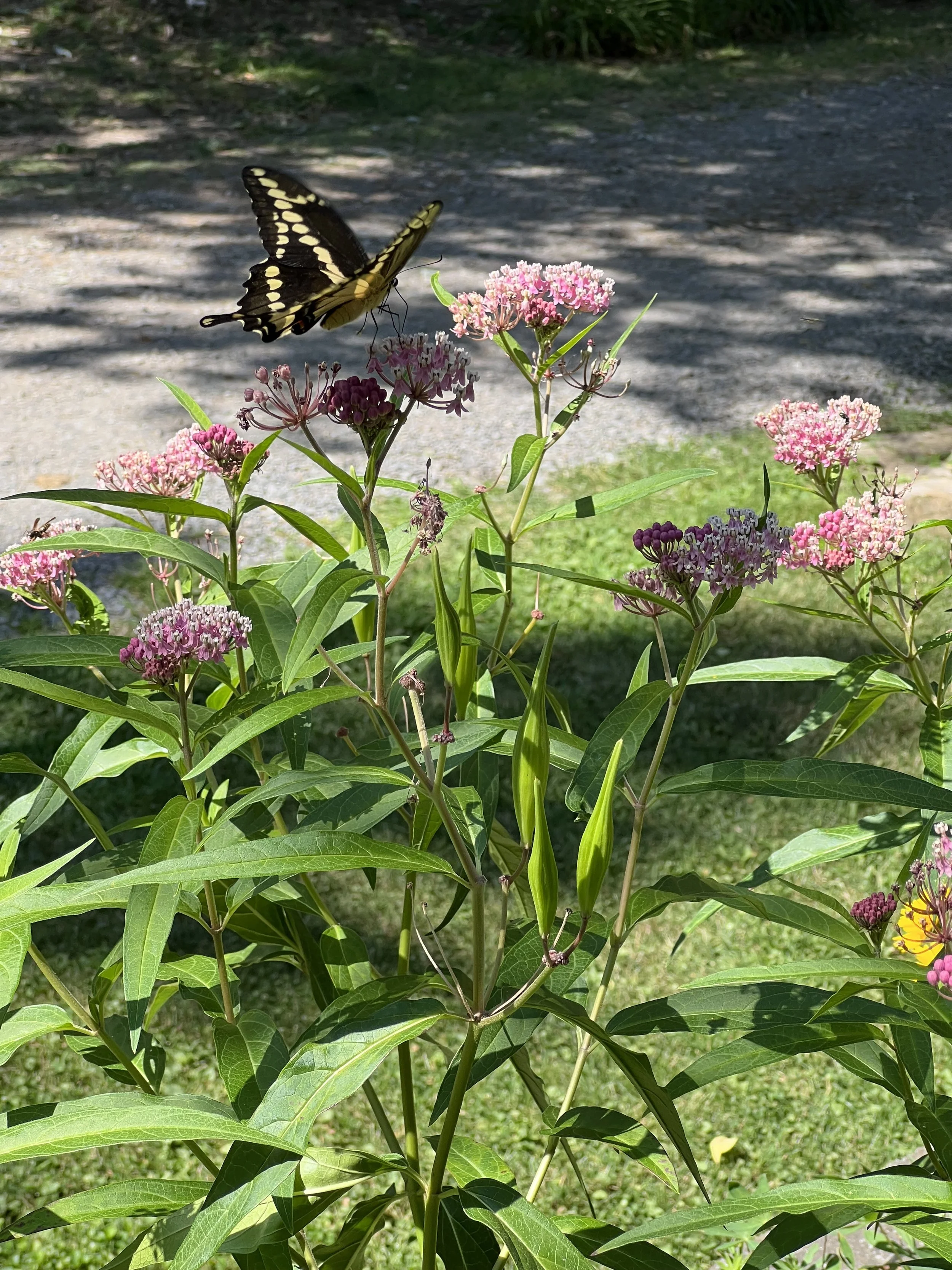 How do I implement ecological landscaping practices on my property?