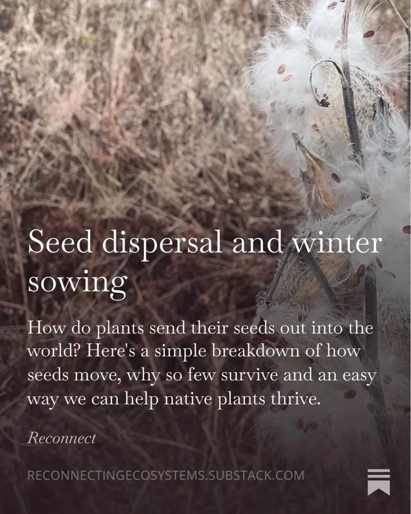 🌱 Plants are amazing creatures! Check out our latest blog post about the different methods they use to disperse their seeds, and find out how we can help boost their chances of survival. 
Click the link in our bio or subscribe to our newsletter to g