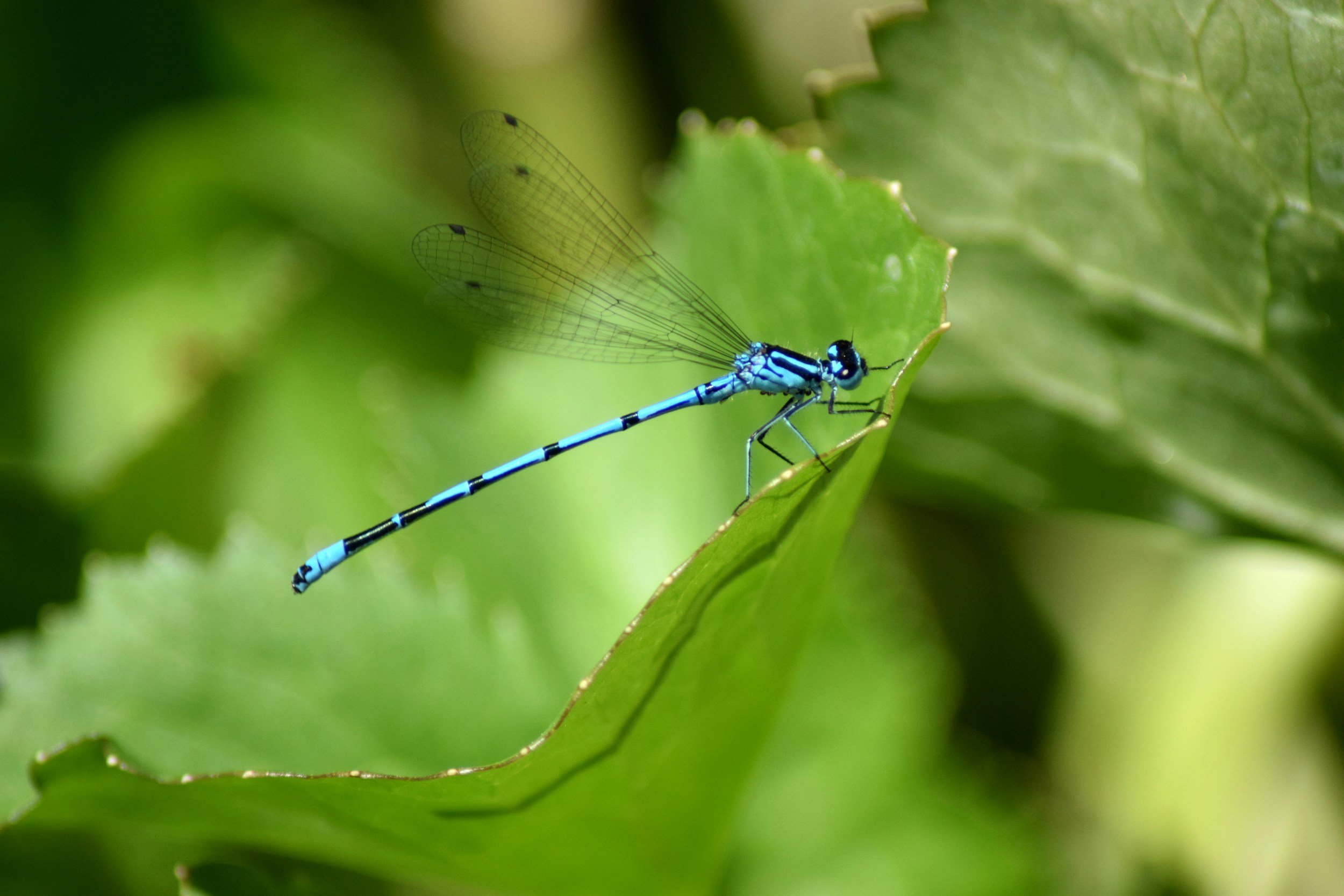 A blue damselfly on a green leaf.