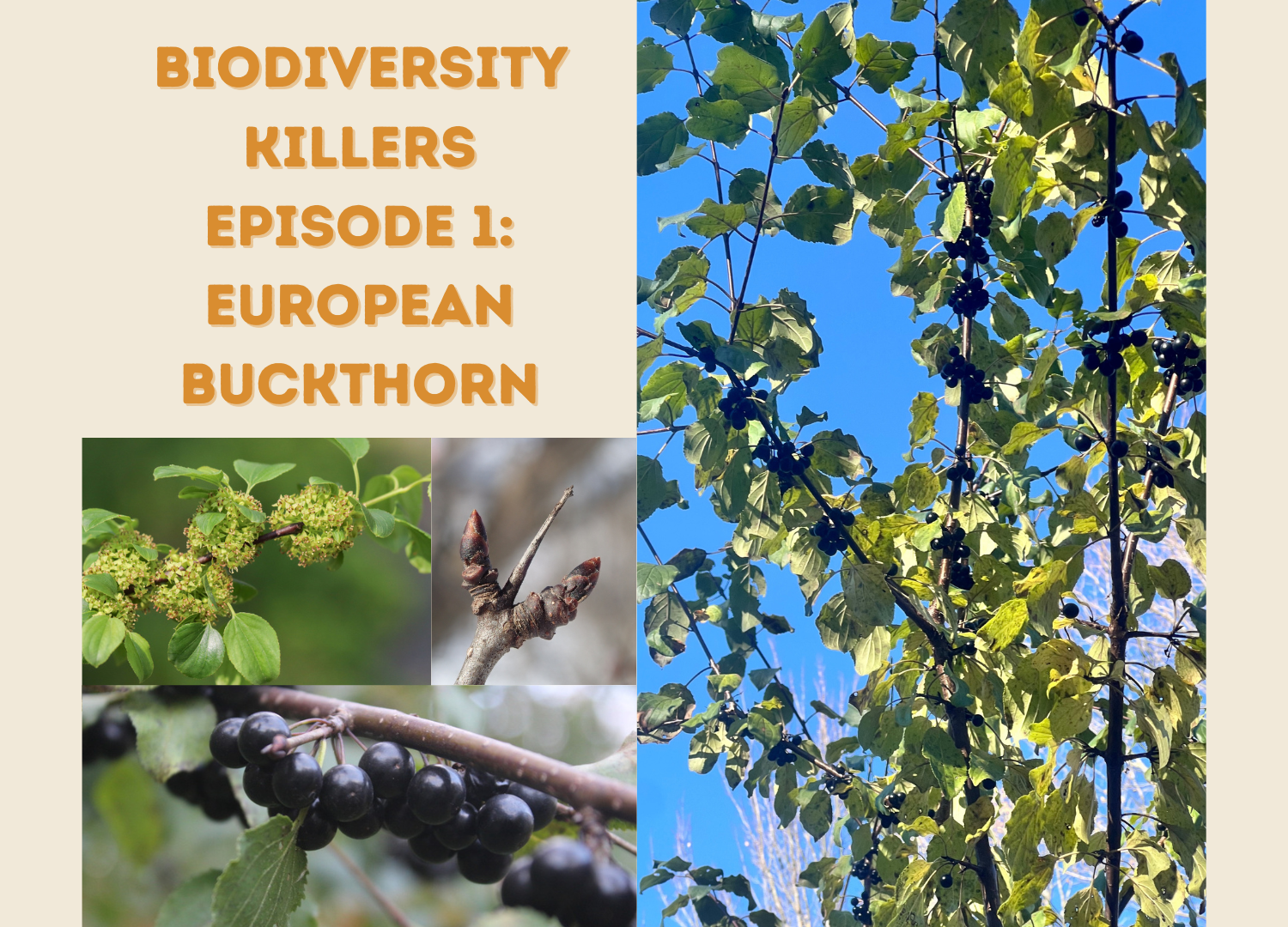 Biodiversity Killers - Episode 1: European Buckthorn