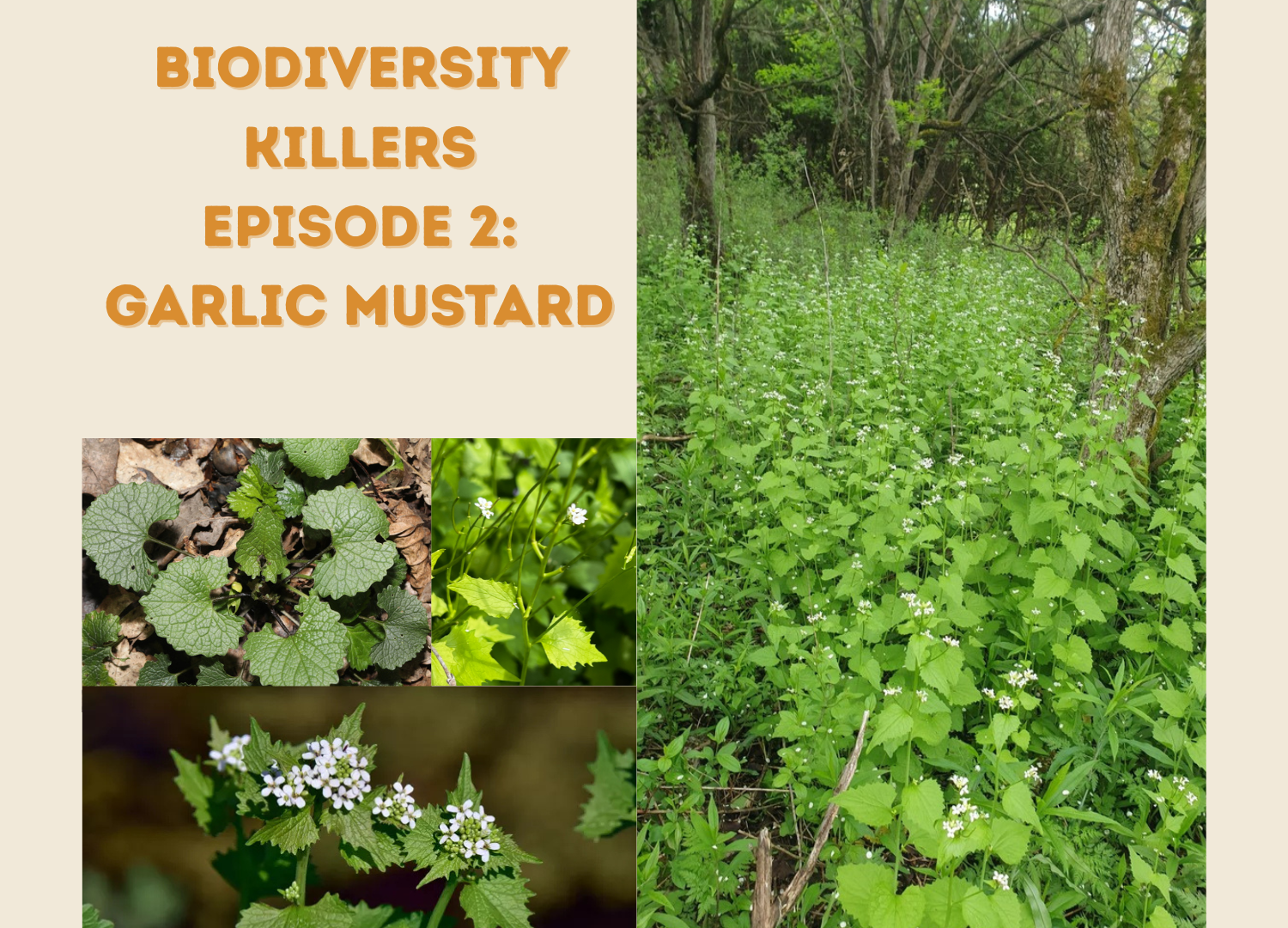 Biodiversity Killers - Episode 2: Garlic Mustard