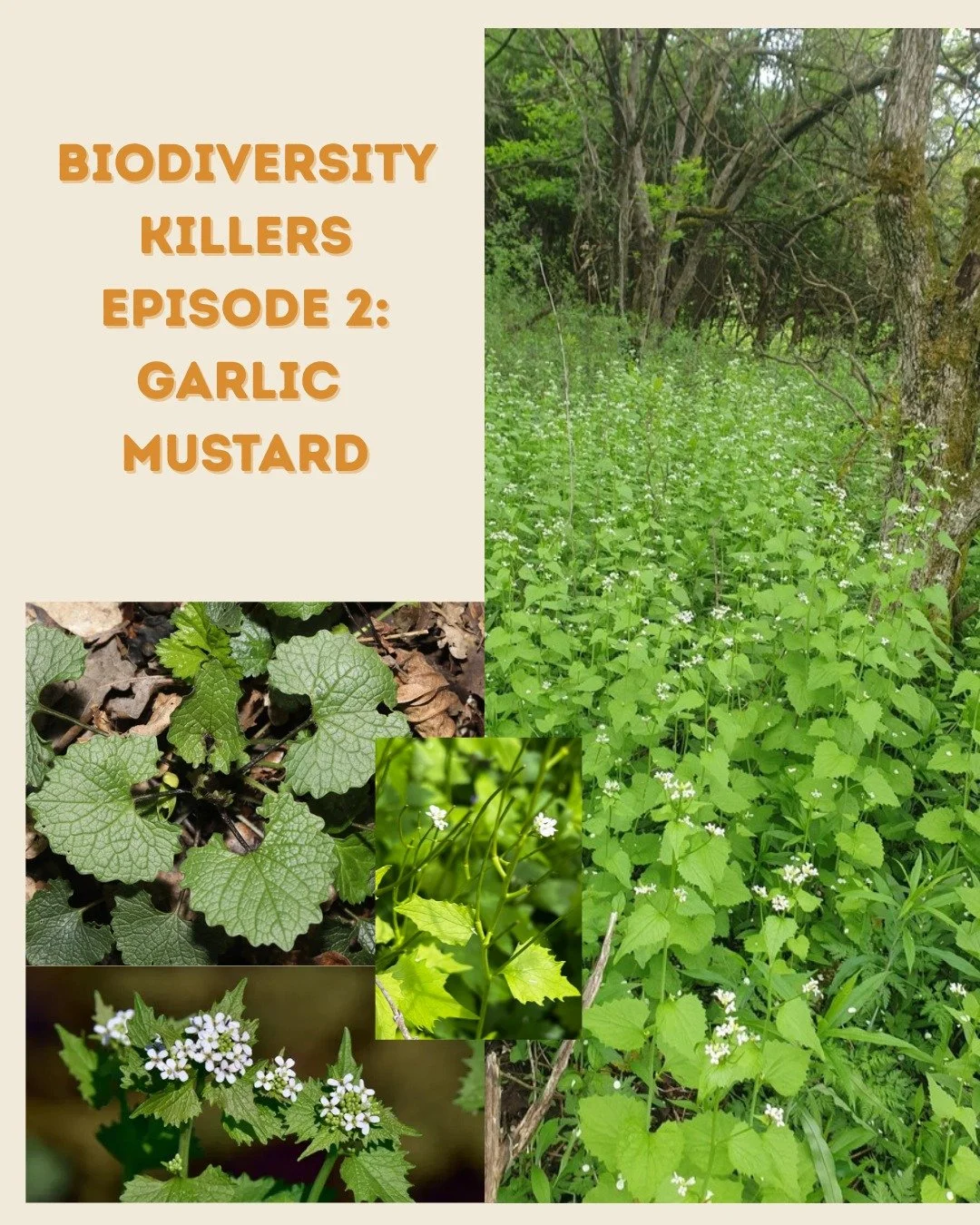 ❗Invasive plants are wreaking havoc all over the world; disrupting ecosystems, reducing biodiversity and causing economic and cultural harm. These biodiversity killers can only be stopped if we know what they are and how to manage their populations.

