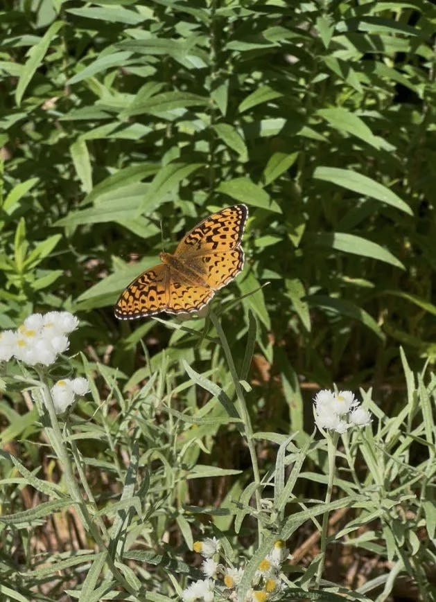 fritillary.jpg