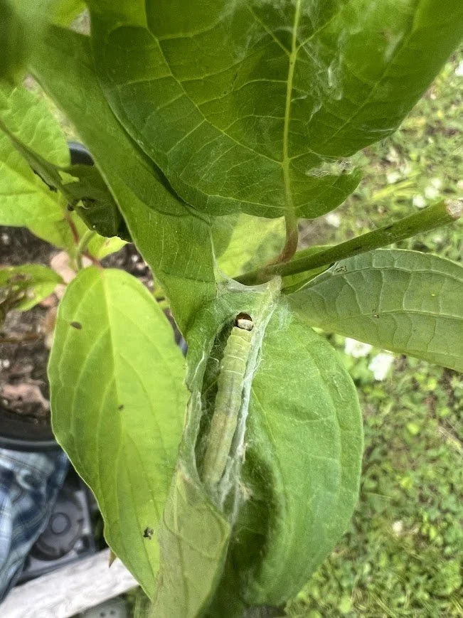 caterpillar_dogwood.jpg