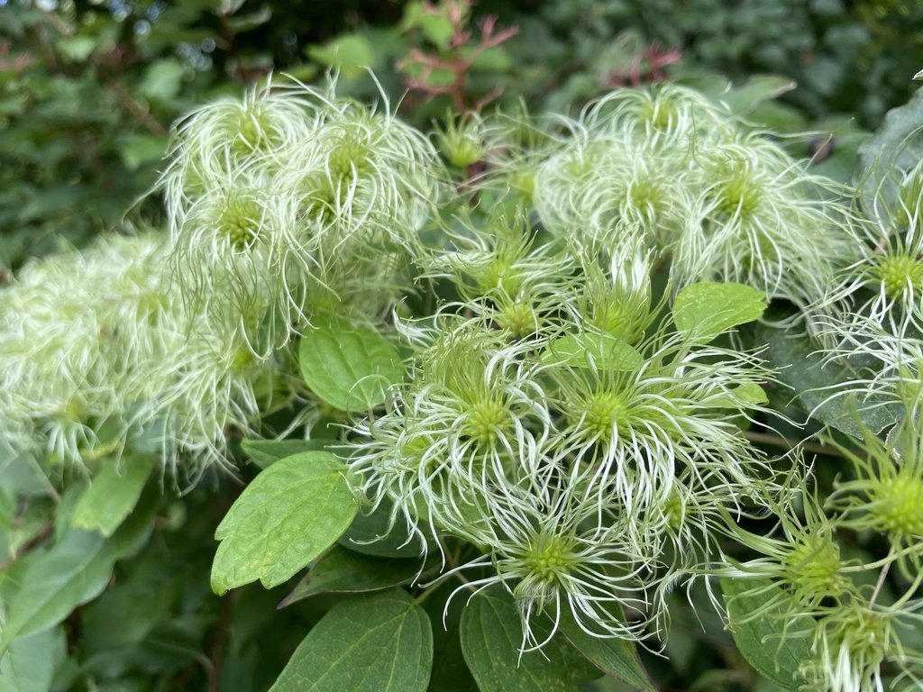 clematis seeds.jpeg