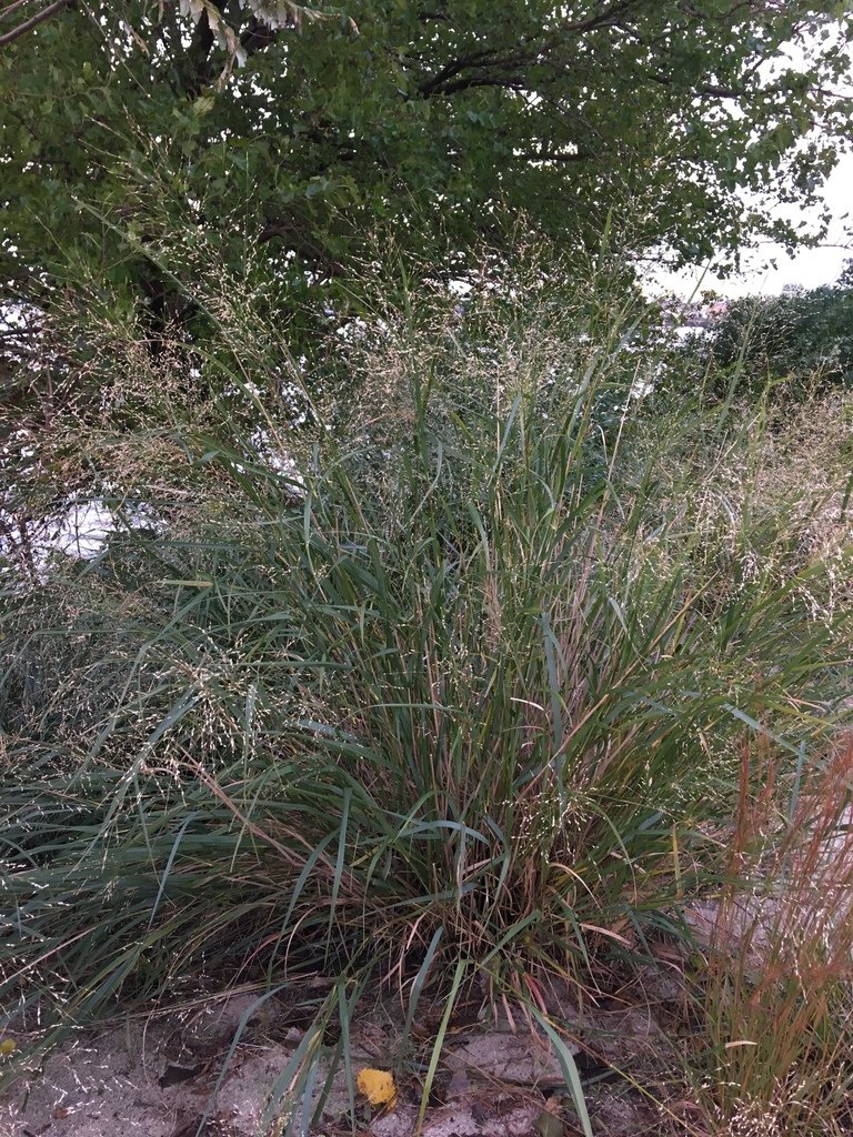 panicum2.jpg