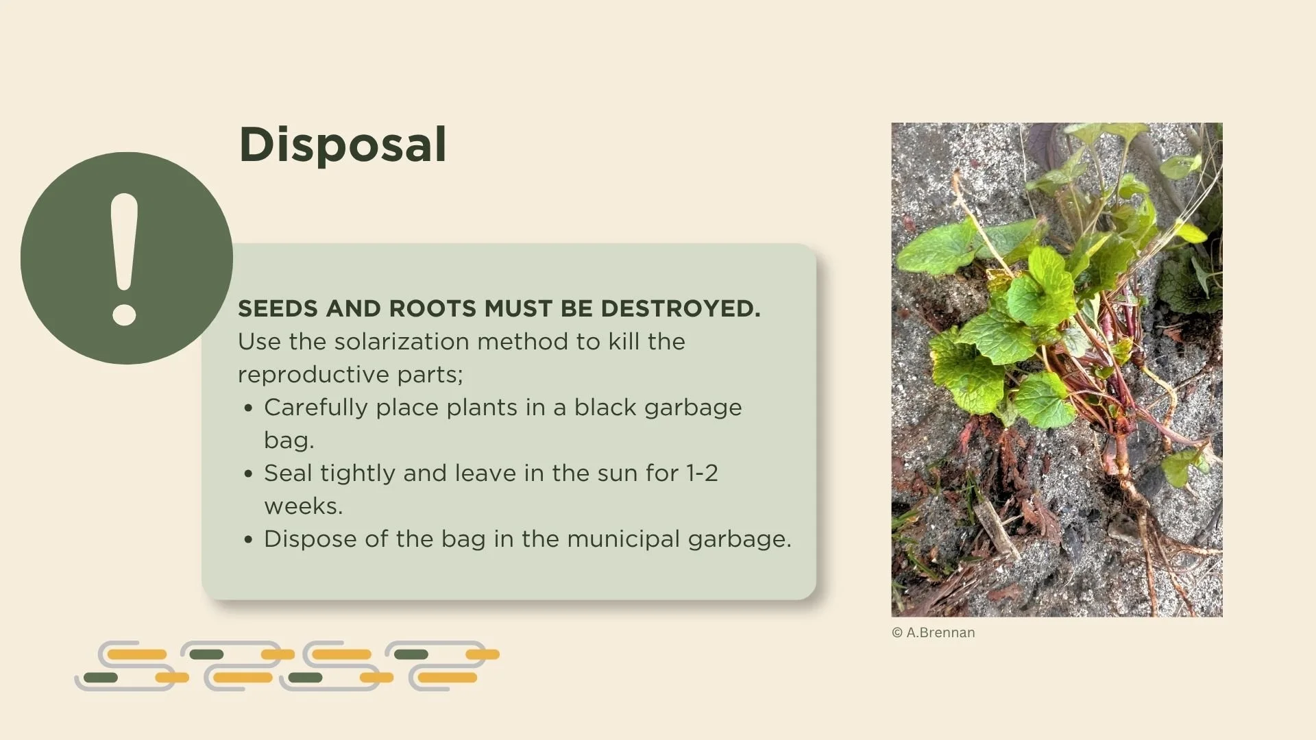 Description of disposal methods and a photo of garlic mustard roots
