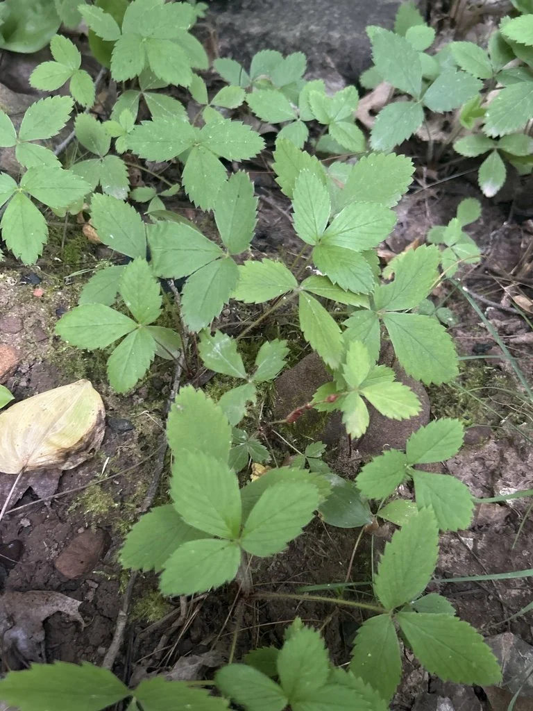 strawb virg leaves.jpg