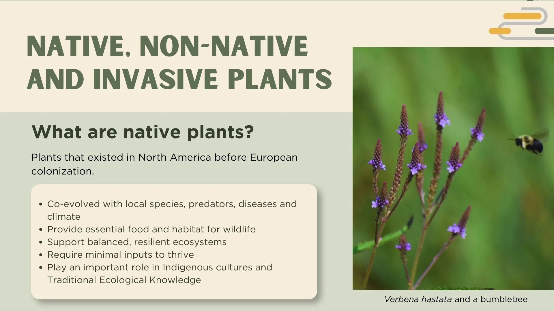 Written description of native plants, photo of a bee flying towards purple flowers.