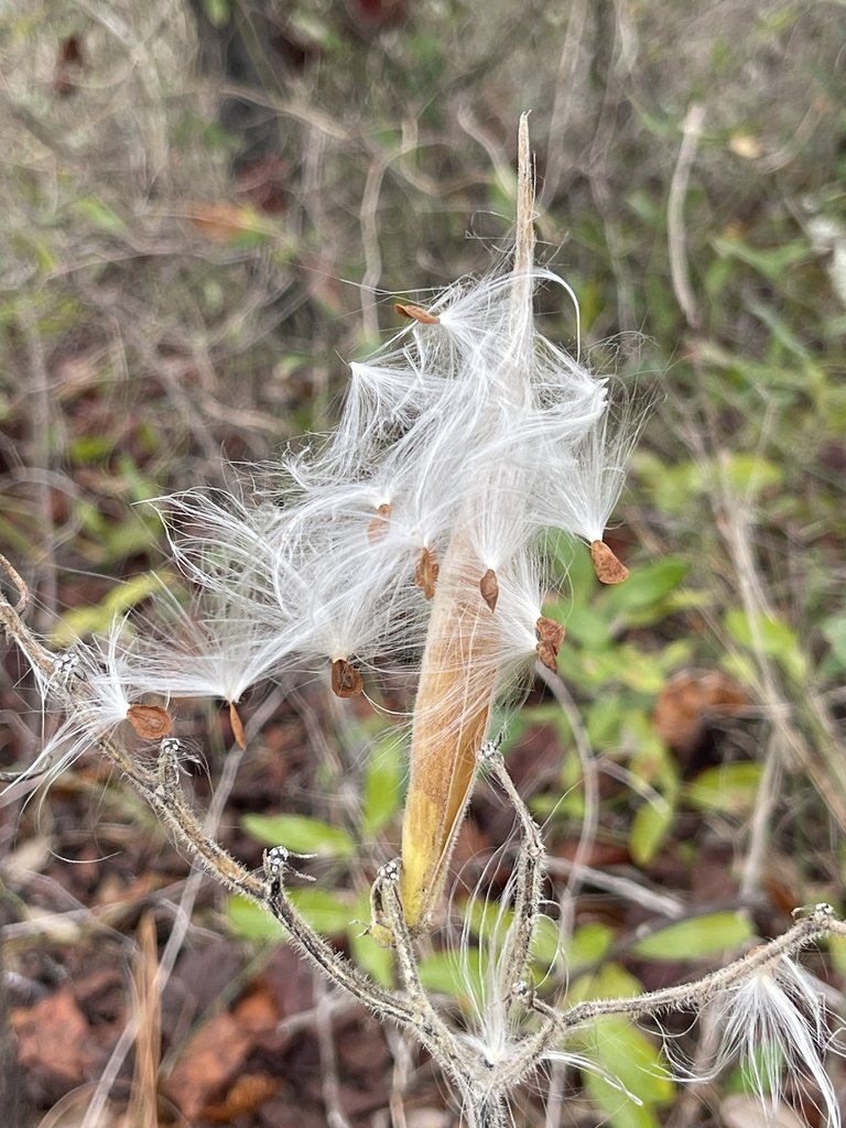 tuberosa3.jpg