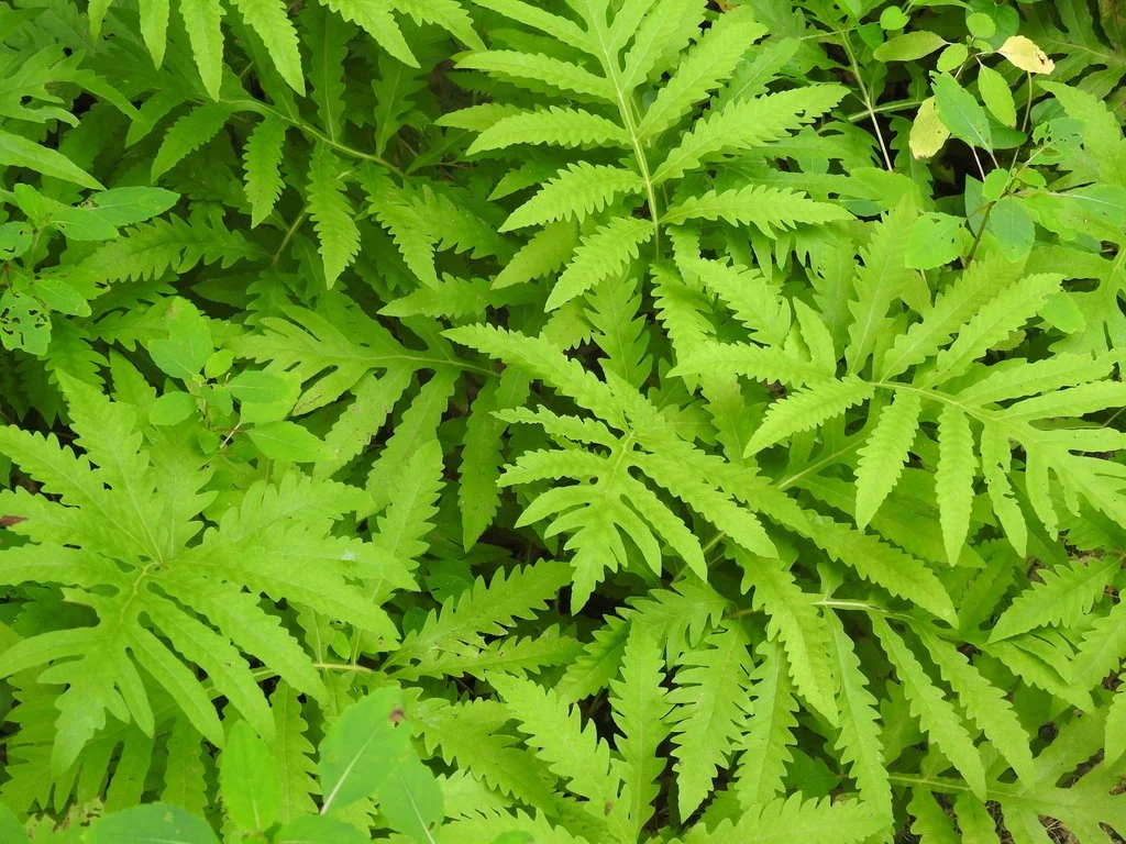 sensitive fern.jpg