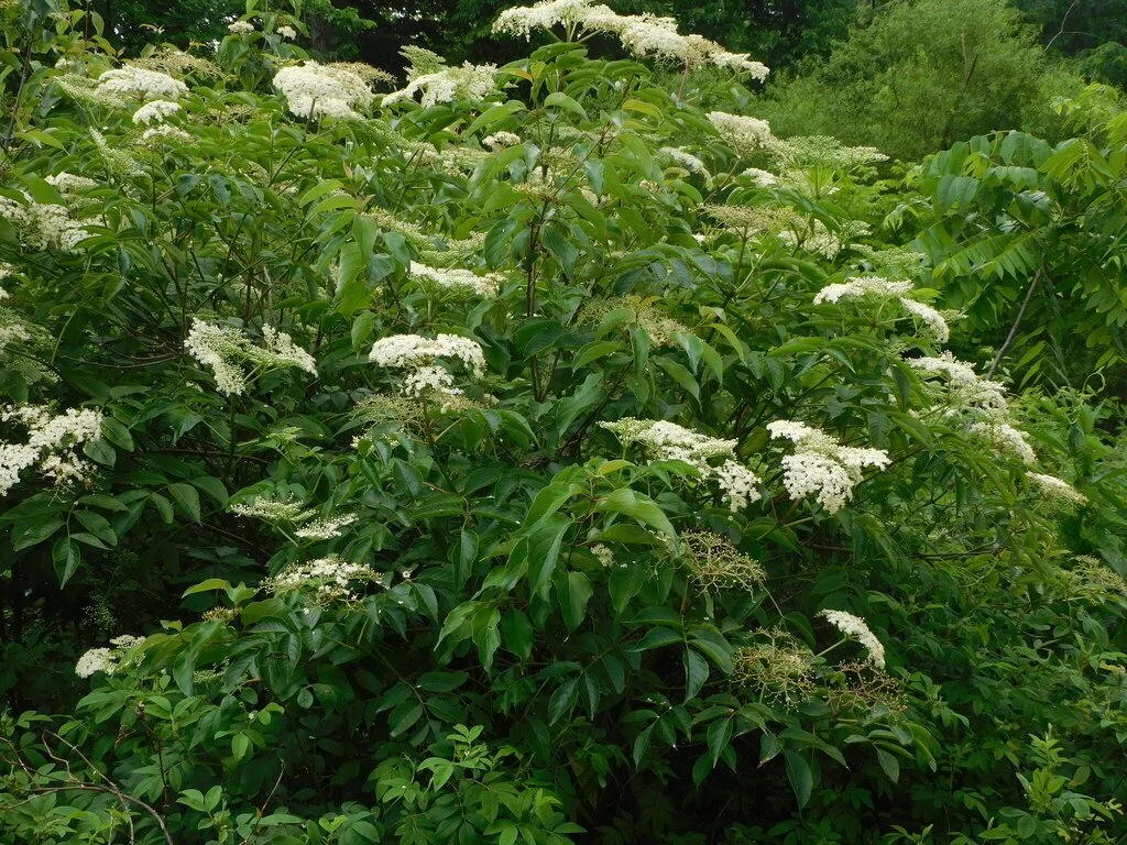 elderbush.jpg