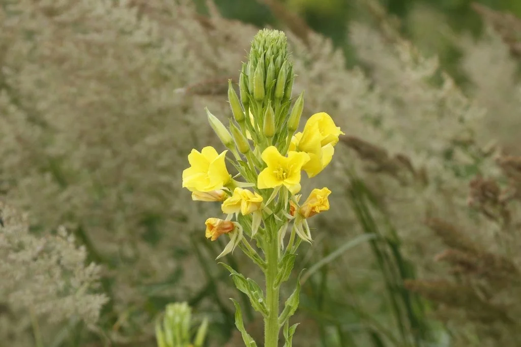 evening flowers.jpg
