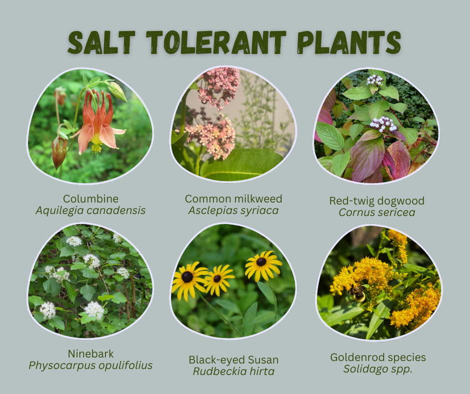 Six photos of salt tolerant plants.