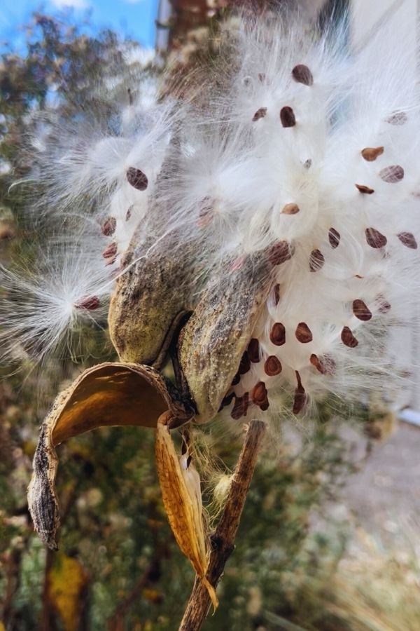 A plant with fluffy seeds coming out of the pods.