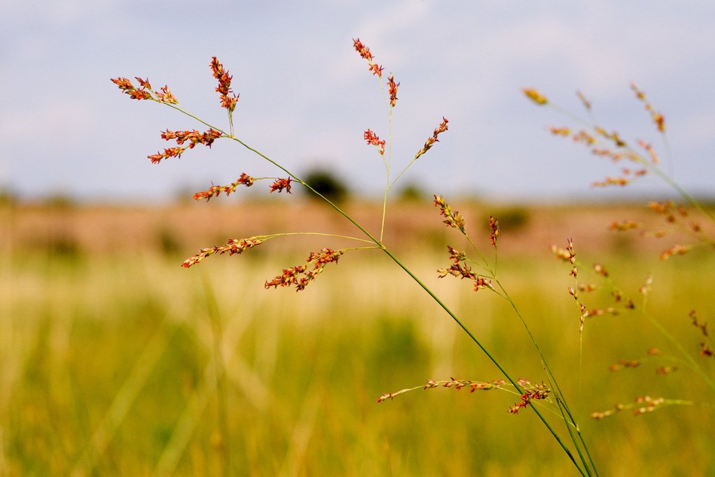 panicum.jpg