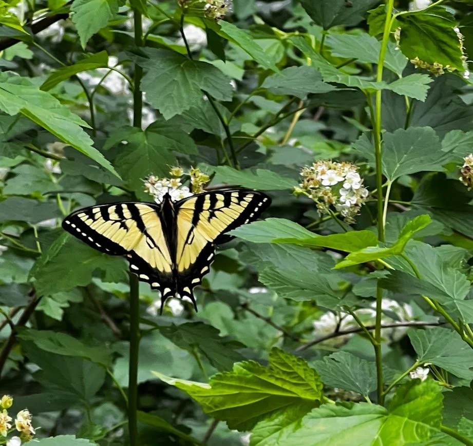 Yellow swallowtail butterfly on a green ninebark shrub with white flowers.