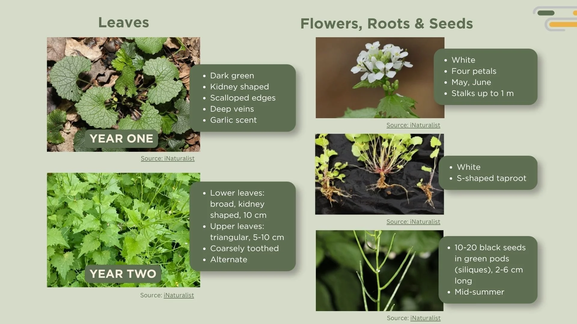 Photos of leaves, flowers, roots and seeds