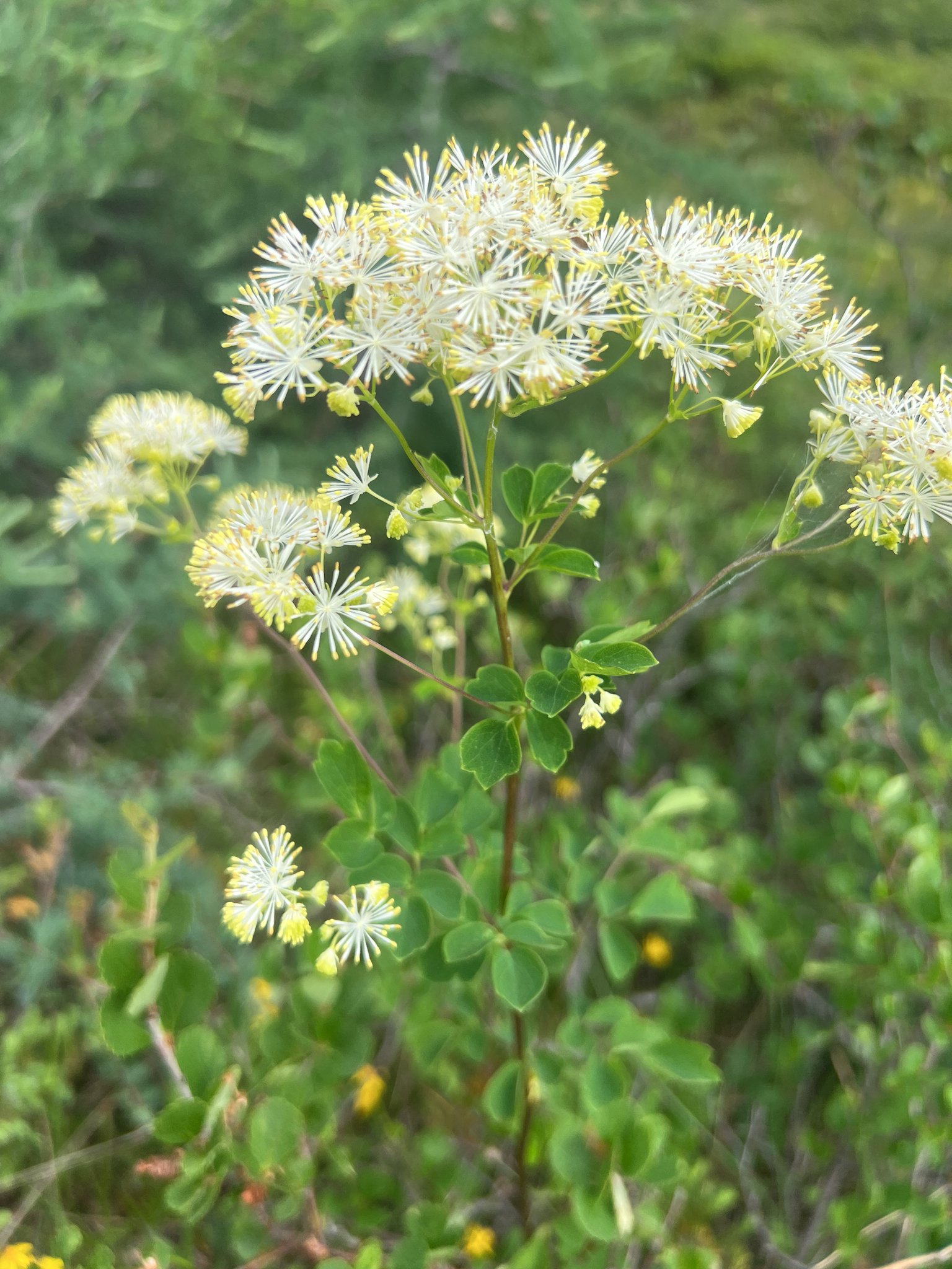 thalictrum.jpg