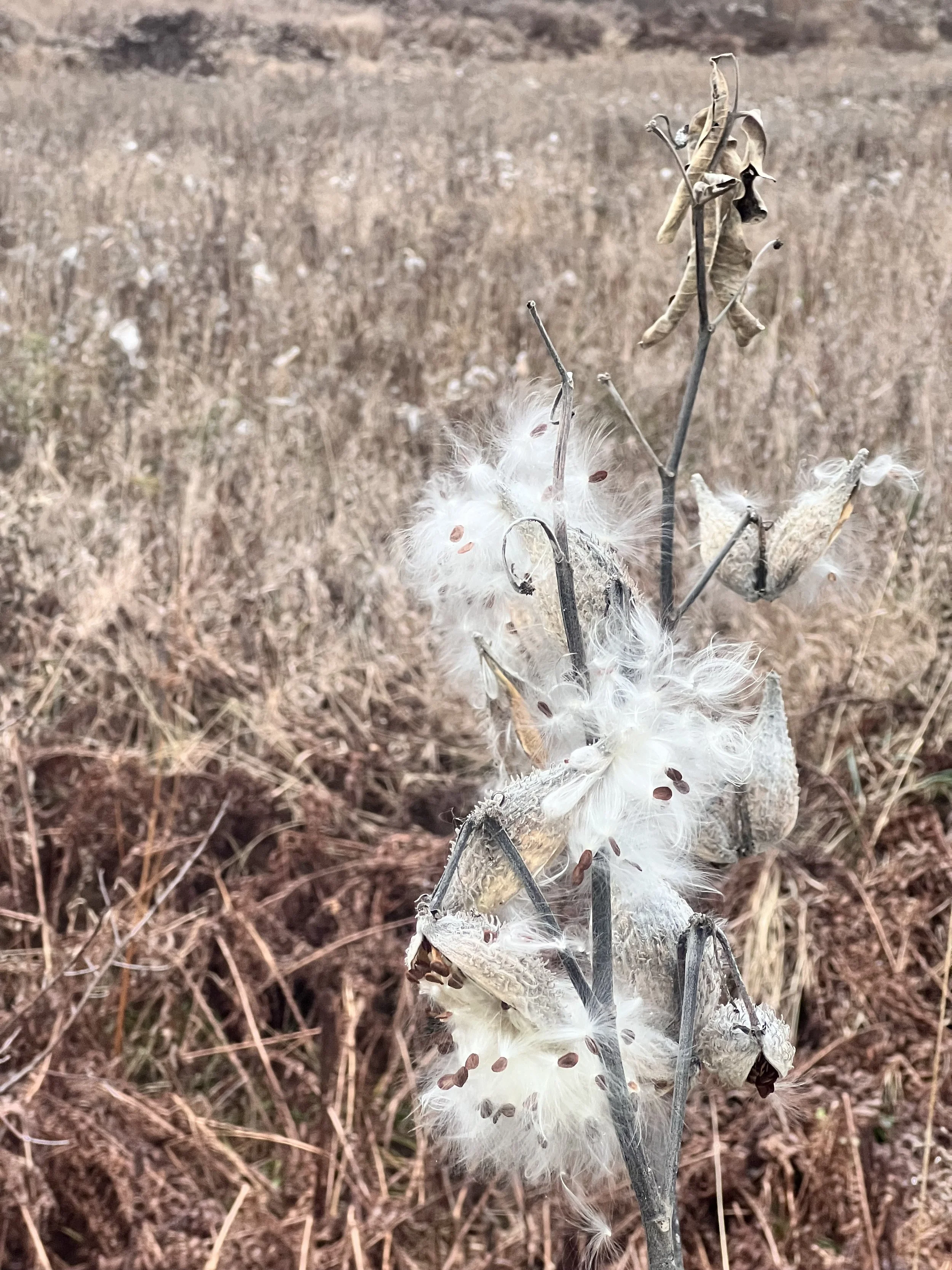 A plant with fluffy seeds coming out of the pods on a brown background.