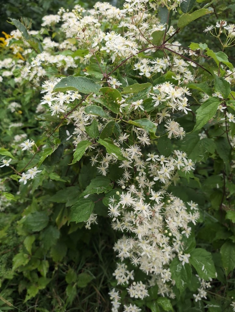 clematis flowers.jpeg