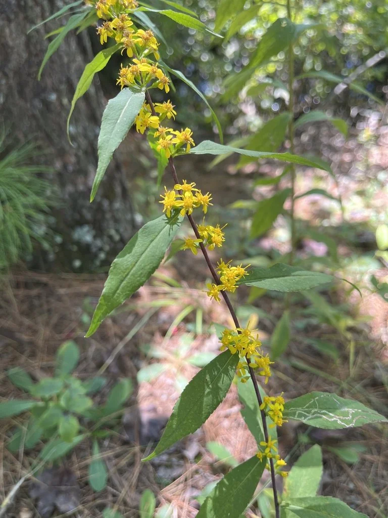 caesia flowers.jpg