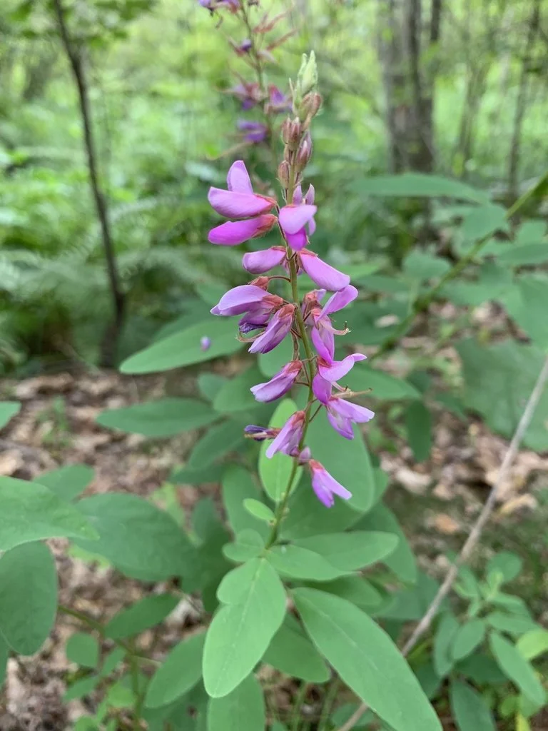 desmodium2.jpg
