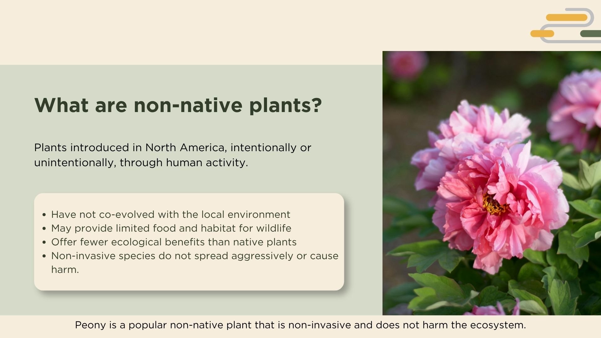Description of non-native plants and a photo of pink peonies