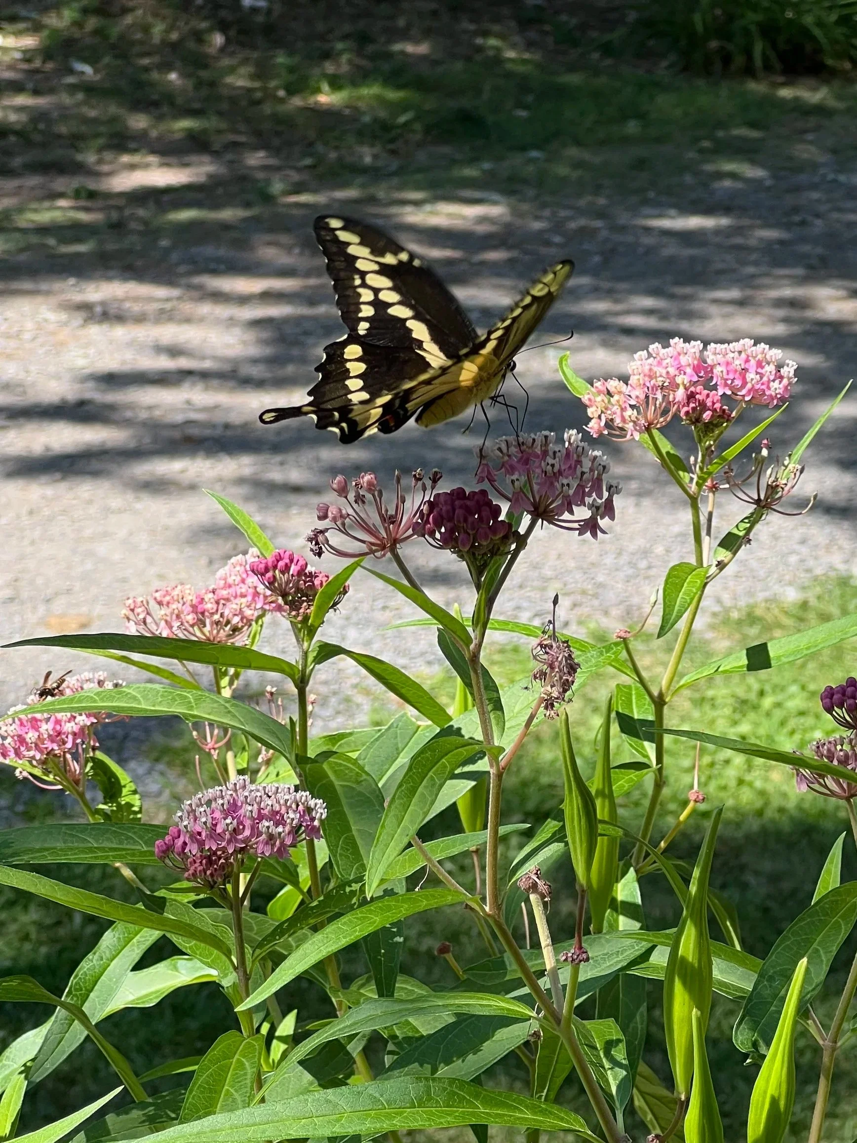 giantswallowtail.jpg