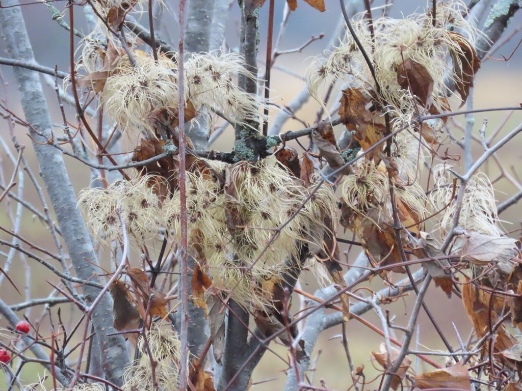 clematis winter.jpeg