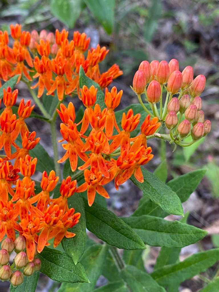 tuberosa1.jpg