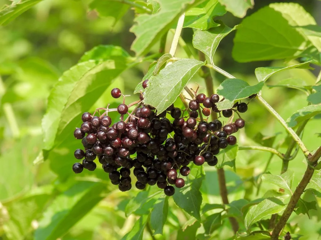 elderberries.jpg